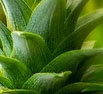 Bromelain enzim (2500 GDU) 